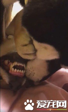 狗狗之间的爱情 老婆住院17天康复后每晚都要亲亲