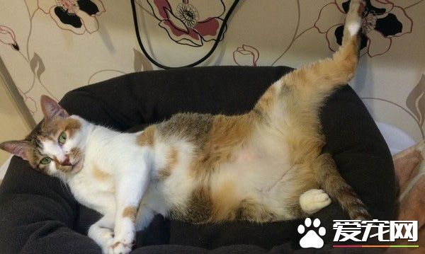 传说中的人类吗？天才猫咪竟然开口喊妈妈