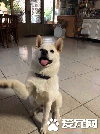 超温馨场面!白柴时隔一个月见邮差哥哥超激动