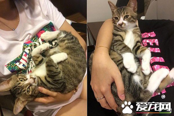 谁在里面?爱猫知道马麻有宝贝后突然超温柔