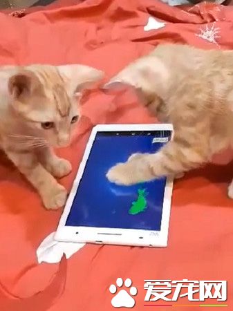 想玩晕小喵？大战后妈咪战败 小喵体力依旧超好