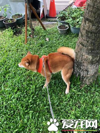 发粪涂树 柴柴的特殊上厕所方式给树留下黄金记号