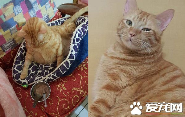 不哭不哭 眼泪是珍珠！生病橘猫看到药袋泛泪