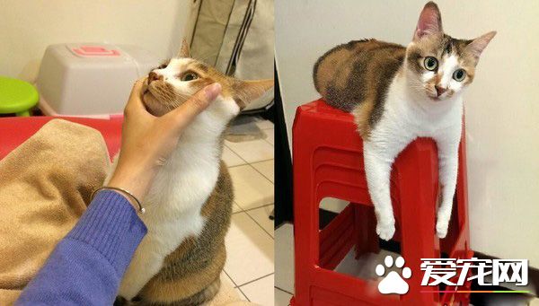 传说中的人类吗？天才猫咪竟然开口喊妈妈