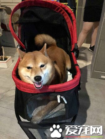 发粪涂树 柴柴的特殊上厕所方式给树留下黄金记号