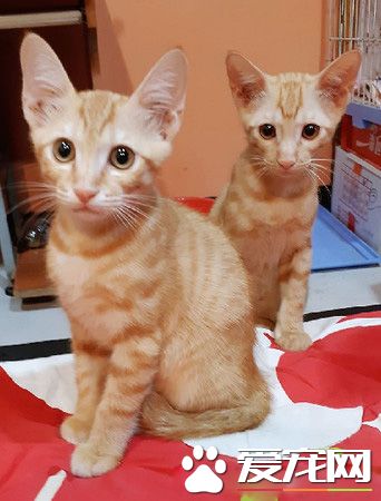 想玩晕小喵？大战后妈咪战败 小喵体力依旧超好