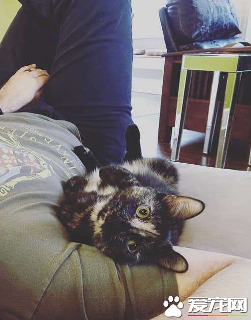 不愧是喵星人！超可爱玳瑁猫和一架骷髅做好朋友