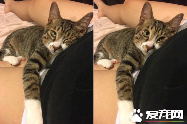 谁在里面?爱猫知道马麻有宝贝后突然超温柔