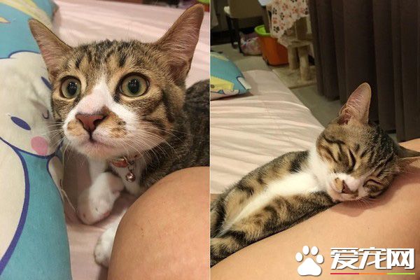 谁在里面?爱猫知道马麻有宝贝后突然超温柔