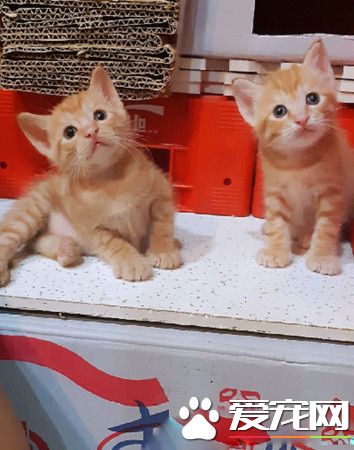 想玩晕小喵？大战后妈咪战败 小喵体力依旧超好