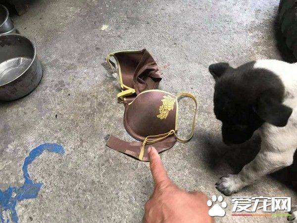 超级尴尬!汪小孩从外头叼回家的礼物居然是