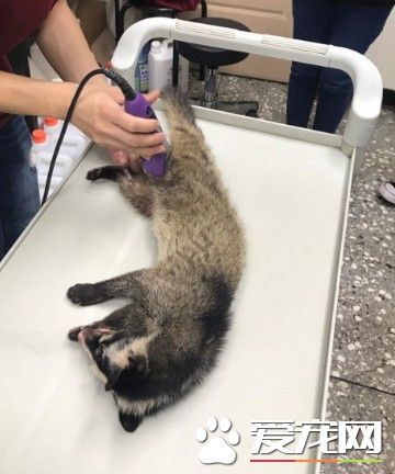 受伤野生动物不停哀嚎 动保员紧急为白鼻心救援