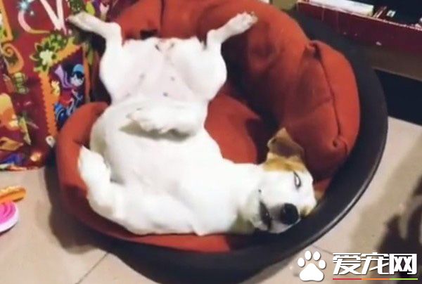 天生谐星汪汪 超可爱行为笑翻网友