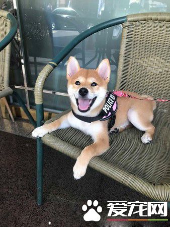 好便宜！超萌柴柴看价格表若有所思