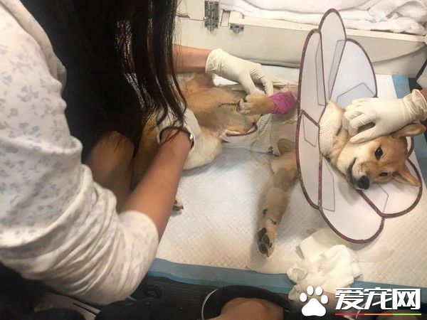 狗狗之间的爱情 老婆住院17天康复后每晚都要亲亲