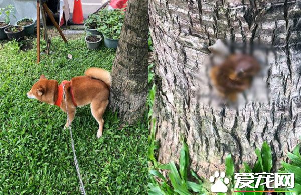 发粪涂树 柴柴的特殊上厕所方式给树留下黄金记号