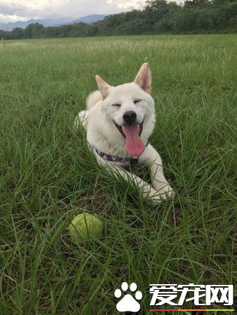超温馨场面!白柴时隔一个月见邮差哥哥超激动