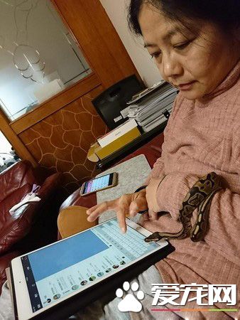 蛇也有亲人的一面 妈妈与蛇一起玩平板超温馨！