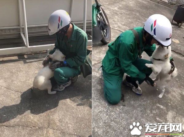 超温馨场面!白柴时隔一个月见邮差哥哥超激动