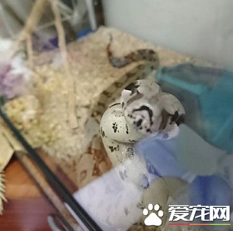 蛇也有亲人的一面 妈妈与蛇一起玩平板超温馨！