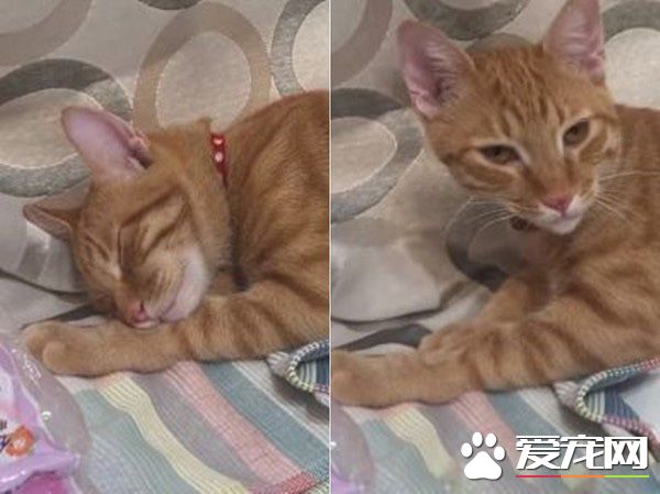 超级吃货橘猫 装睡不理妈妈只有吃饭才能叫醒