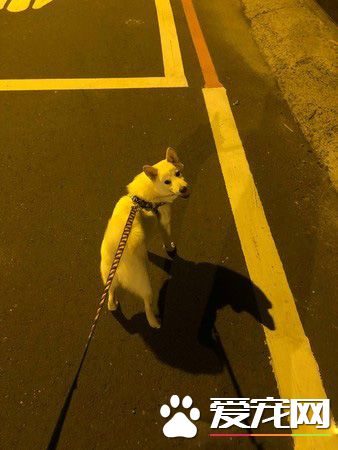 超温馨场面!白柴时隔一个月见邮差哥哥超激动