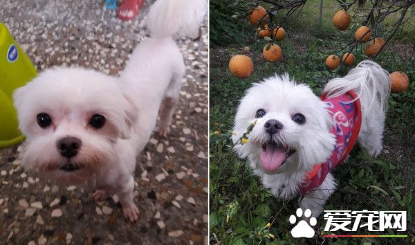 三岁狗狗因为前主人怀孕被遗弃 幸遇爱妈认养