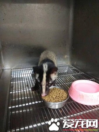 受伤野生动物不停哀嚎 动保员紧急为白鼻心救援