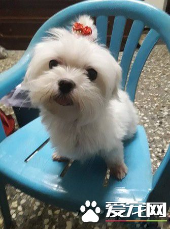 三岁狗狗因为前主人怀孕被遗弃 幸遇爱妈认养