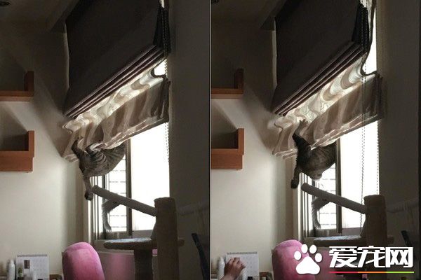 谁在里面?爱猫知道马麻有宝贝后突然超温柔