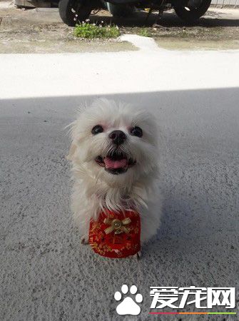 三岁狗狗因为前主人怀孕被遗弃 幸遇爱妈认养