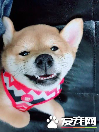 好便宜！超萌柴柴看价格表若有所思