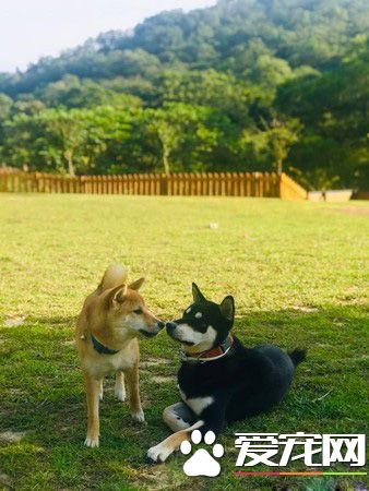 狗狗之间的爱情 老婆住院17天康复后每晚都要亲亲