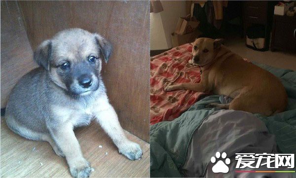 有一种胖叫隔壁老板养的胖 众人疼爱的幸福毛孩