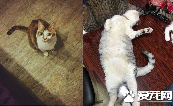 传说中的人类吗？天才猫咪竟然开口喊妈妈