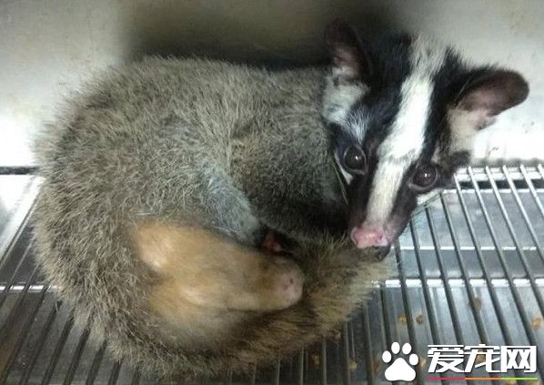 受伤野生动物不停哀嚎 动保员紧急为白鼻心救援