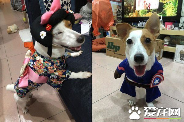 天生谐星汪汪 超可爱行为笑翻网友