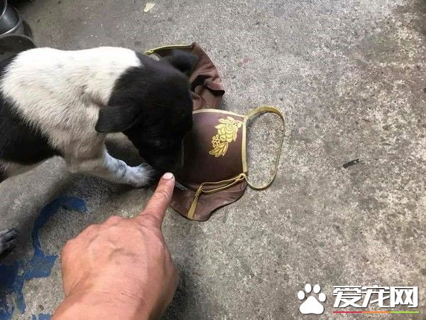 超级尴尬!汪小孩从外头叼回家的礼物居然是