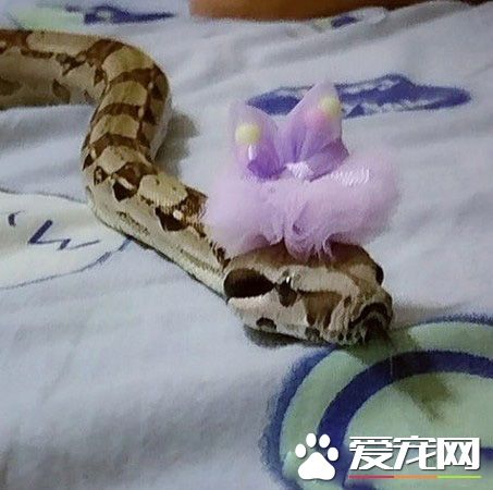 蛇也有亲人的一面 妈妈与蛇一起玩平板超温馨！