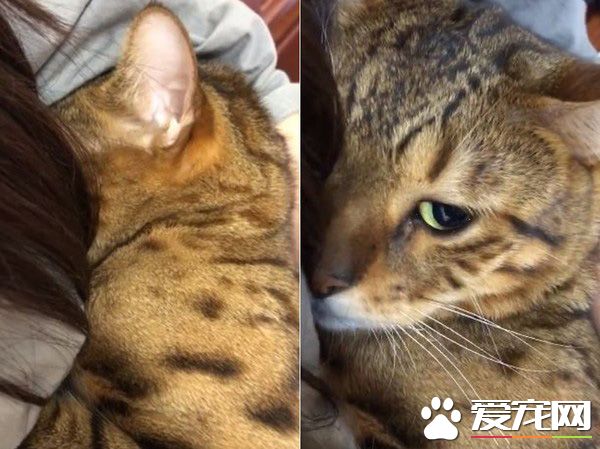 只是去上个班 豹猫闹脾气实力超萌撒娇