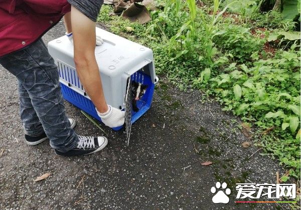 受伤野生动物不停哀嚎 动保员紧急为白鼻心救援