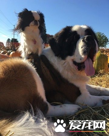 根本宠物界白马王子!圣伯纳甘愿当蝴蝶犬的驮兽