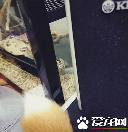 蛇也有亲人的一面 妈妈与蛇一起玩平板超温馨！