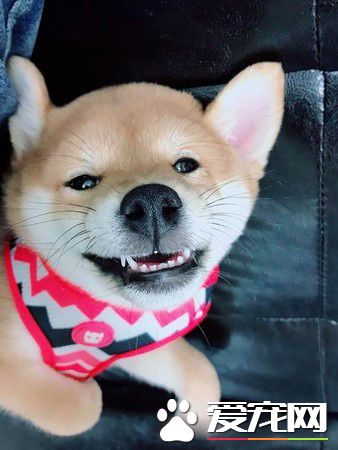 好便宜！超萌柴柴看价格表若有所思