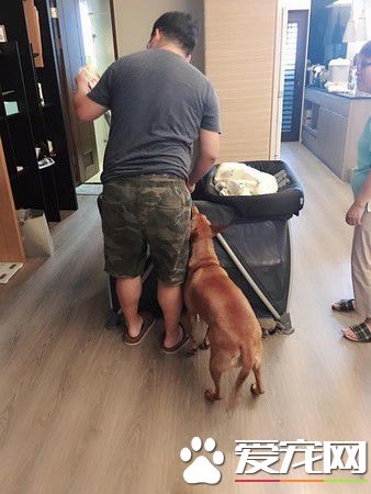 6个月的小主人学会吸狗 狗狗害羞不已又不敢动