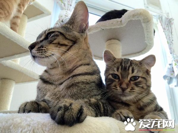 可爱的红色割稻机 拥有一群喵星人粉丝