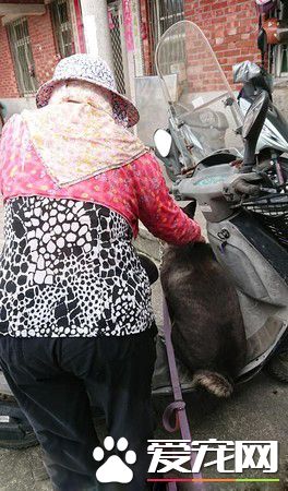 黑汪也要跟去买肉肉 阿嬷怎么哄就是不下车