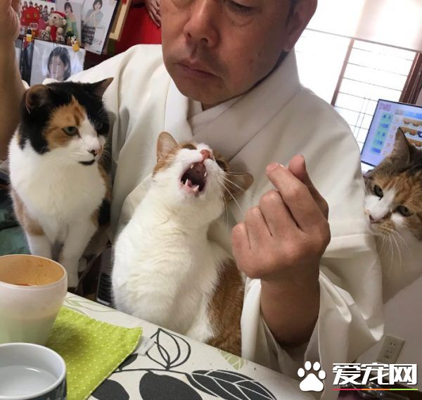 吃个饭压力好大!日本住持每天被爱猫包围