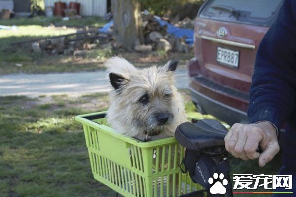 12岁牧羊犬突然走失 原来是救援佳话一则