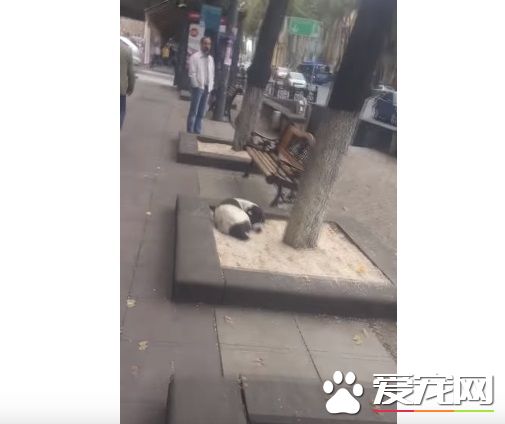 男子丢失爱犬寻找三年 路边重逢画面超感人